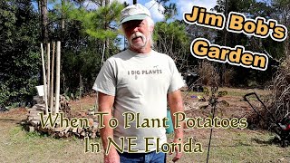 When To Plant Potatoes In NE Florida [upl. by Rodrique]