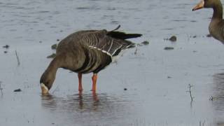 Greater Whitefronted Goose Anser albifrons Feeding on Grasses [upl. by Geesey]