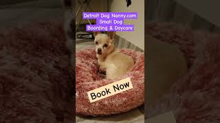 Daycare Small Dogs amp Boarding Fun pets detroit familyanimals cheap dogs share [upl. by Nhojleahcim]