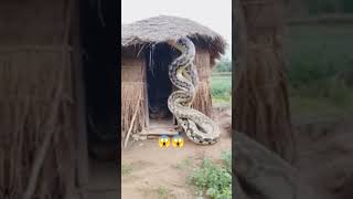 MONSTER SNAKE 😱😱 youtubeshorts facts snake [upl. by Martino]