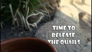 Quails Released In Their New Home [upl. by Nolyaj784]