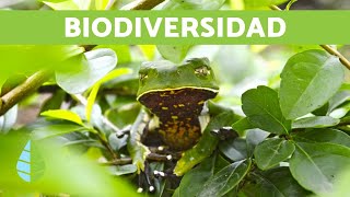 BIODIVERSIDAD  La riqueza biológica [upl. by Pelson]