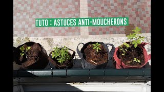 TUTO  COMMENT ÉVITER LES MOUCHERONS [upl. by Soelch]