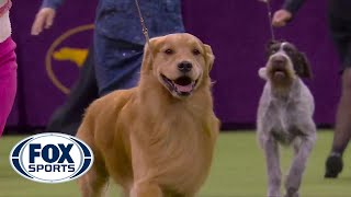 Daniel the golden retriever wins Sporting Group at 2020 Westminster Dog Show  FOX SPORTS [upl. by Giacopo]