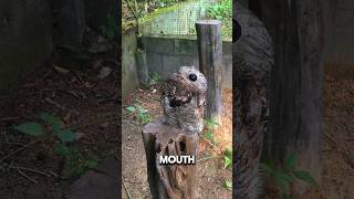 Potoo  Natures Stealthy Ninja [upl. by Lilian817]