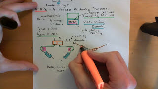 Cyclic AMP Signalling Part 9 [upl. by Nnayrrehs576]