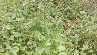 Bidens AlbaBidens PilosaFloridas Edible and Medicinal Pollinator Native Wildflowers [upl. by Azar]