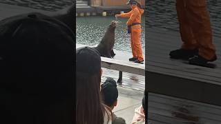 seal at seaworld shorts Cristian Lawal [upl. by Revell]