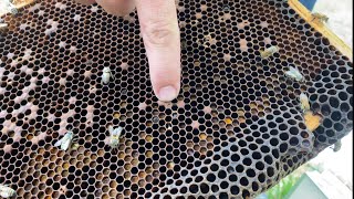 Sure Sign Your Bees Will Die IDing Viral issues [upl. by Schmitt]