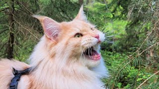 Maine Coon Cat Chirping at Bird [upl. by Subocaj]