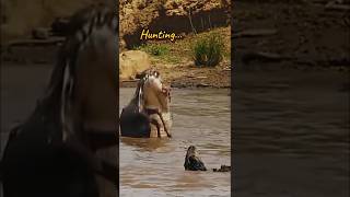 Crocodile 🐊 Hunting Wildebeest Kills the Victim shorts [upl. by Ecinnej]