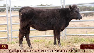 Lot 58  GOLD CREST COMPLIANT NIGHTCAP H B U [upl. by Enaillil]