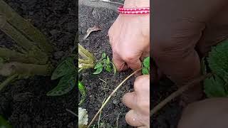 best method to grow strawberries 🍓at home strawberry gardening terracegardening minivlog [upl. by Anstice]