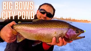 How to Catch Huge Triploid Trout Ice Fishing with a Jaw Jacker [upl. by Eitteb]