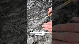 Here is an Upper Cretaceous Gastropod fossil we found stuck in the mud [upl. by Salvatore834]