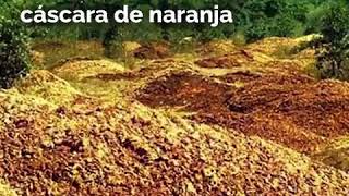 LAS CÁSCARAS DE NARANJA QUE RECREARON LA SELVA DE COSTA RICA  Lección para el mundo [upl. by Eladal35]