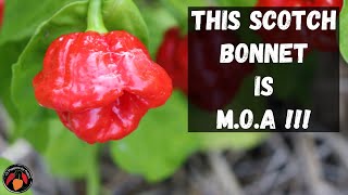 Scotch Bonnet MOA Red Pepper Review and Tasting [upl. by Noirrad]