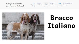 Podcast 72 Bracco Italiano – Sporting Group  Dog Breeds [upl. by Ebba]