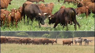 Wpuszczenie 4 buhajów do stada 100 krów polskiej czerwonej w gospodarstwie u Piotra Rydla [upl. by Oriane128]