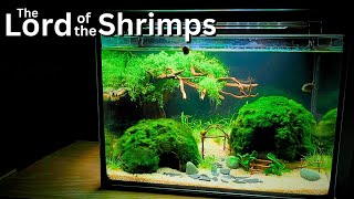 The Lord of the Shrimp No filter Nano Shrimp Tank  Stepbystep tutorial [upl. by Betteanne571]