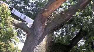 Arborists take 90 minutes to cut down huge Maple tree [upl. by Euton]