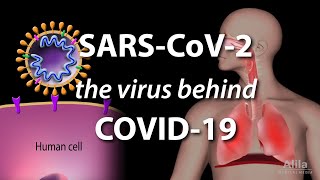 Understanding the Virus that Causes COVID19 Animation [upl. by Fleeta767]