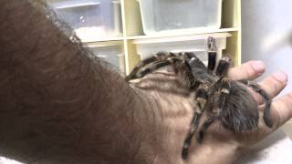 Chaco Golden Knee Tarantula Grammastola pulchripes David Barkasy [upl. by Sherwynd554]