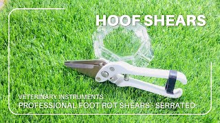 Professional Foot Rot Shears  Serrated  Veterinary Instruments Hoof Shears  Goat Hoof Trimming [upl. by Anaiad]