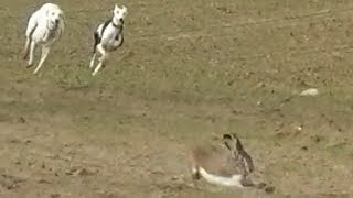 14 Galgos vs Liebres XIV  Greyhounds vs Hares XIV [upl. by Marden285]