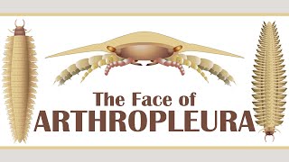 The Face of Arthropleura [upl. by Blodgett547]