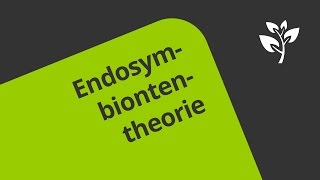 Die Endosymbiontentheorie Wie Chloroplasten und Mitochondrien entstanden sind  Biologie [upl. by Yroj]