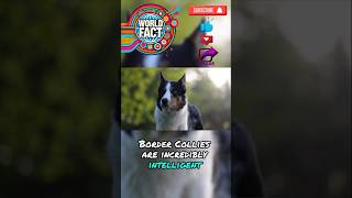 Border Collies dog breeding pact animal facts doglover bordercollie [upl. by Ormond]