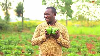 Capsicum Farming in Sotik [upl. by Steady585]