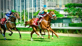 PETCH CHOMPOO wins  10112024  Race 3  Country Bred Division 6 [upl. by Malcolm]