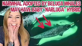 Stray narwhal adopted by beluga whale pod may soon have quotnarlugaquot babies [upl. by Thadeus]