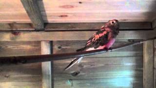 Ruby The Rosa Bourke In Our Aviary [upl. by Jorrie530]