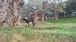 Pëllitja e gomarit në gjuhën gomarishte Donkey braying We ask him and the answer is quotYeesssssquot [upl. by Nairrad]