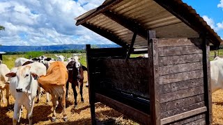 COMO FAZER COCHO DE SAL PARA GADO DE CORTE [upl. by Farrish]