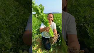 Natural landscape Green celery garden and remove harvesting from farmers reels 2024 celery [upl. by Giza]