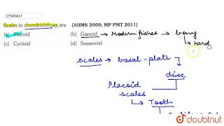 Scales in chondrichthyes are [upl. by Adliwa898]