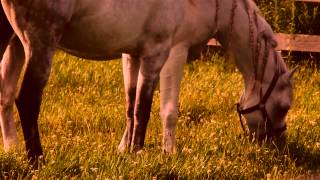 Odysseos horses vacation with Interview  Cavalia [upl. by Farrish]