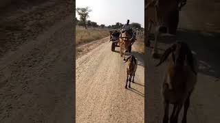 Most trusted vehicle ever factcheckbullcart oxcart shorts ytshorts [upl. by Paxon808]