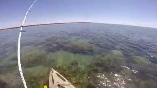 Hervey Bay Reef Fishing [upl. by Gusty]