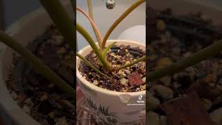 Philodendron Billietiae Billie  Rare Common Houseplant Collection  Plant Care  Home amp Garden [upl. by Evie]