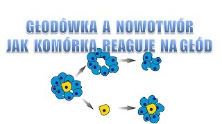 Głodówką w nowotwór  Jak komórka reaguje na głód  Czy quotrakquot to przetrwa [upl. by Aleek]