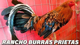 SHOW  Hennie Asil Shamo Hechicero Beautiful Birds Rancho Burras Prietas Eugenio Becerril [upl. by Henson280]