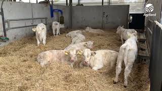 Modern pedigree Charolais operation in Cavan [upl. by Nneb]