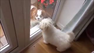 Mischievous Coton De Tulear Puppy  Funny video [upl. by Eves]