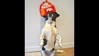 quotHundespiele aus Papier bastelnquot 4 Video Hundespiele aus Haushaltsgegenständen [upl. by Iorgos]