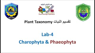 Section 4 Plant Taxonomy  Charophyta amp Phaeophyta [upl. by Arhsub]